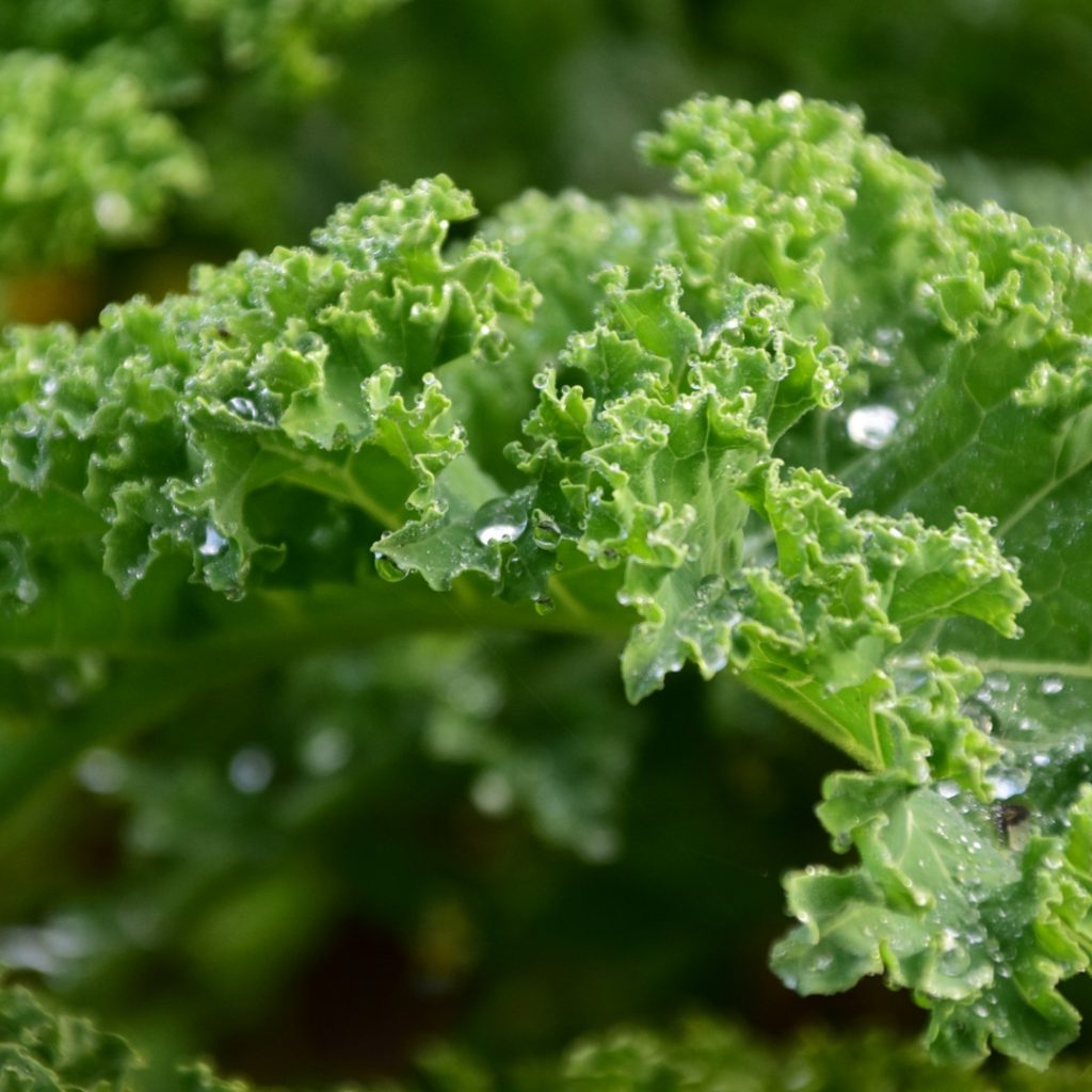 IIFYM Starter Guide Top 9 Foods For Healthy Weight Loss During Menopause